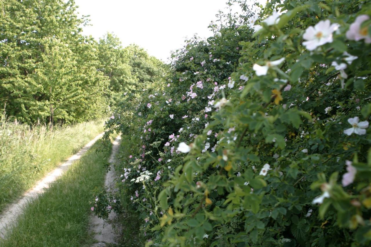 Rech Hof Urlaub Auf Dem Bauernhof Lejlighed Schalkenbach Eksteriør billede